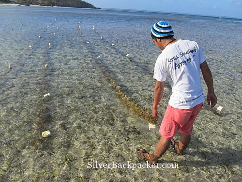Lines of seaweed Caluya