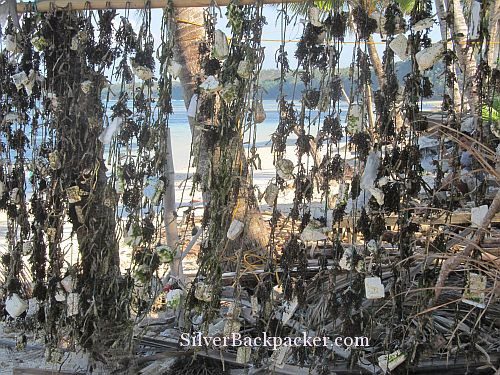 Seaweed Drying