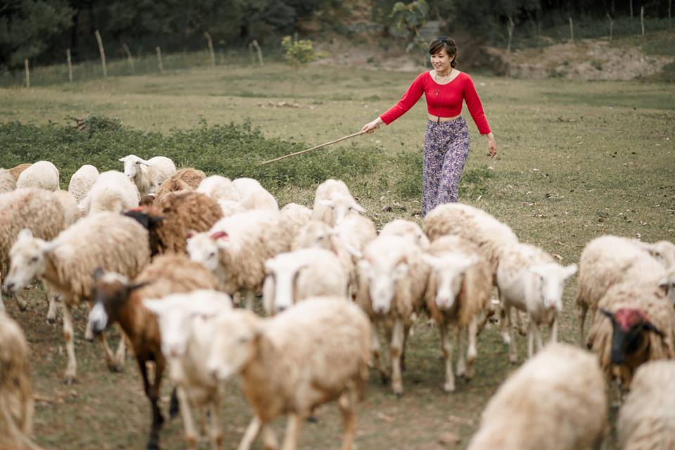 Herding sheep at PMP Paradise Farm, Nueva Ecija