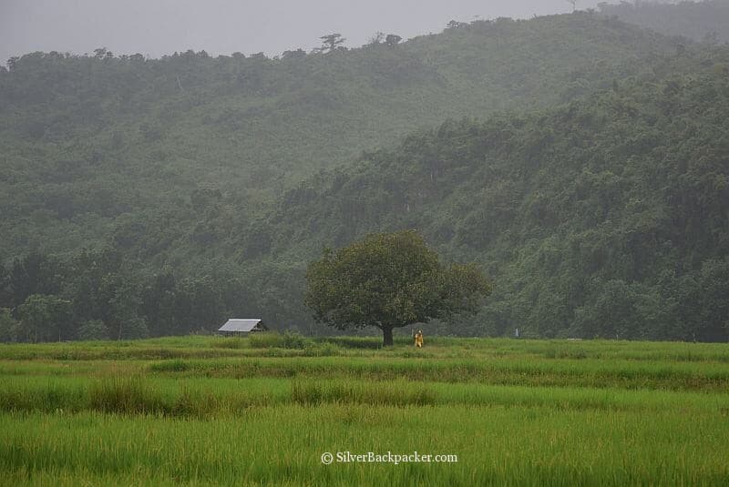 Rice Fields of Bucay, Abra