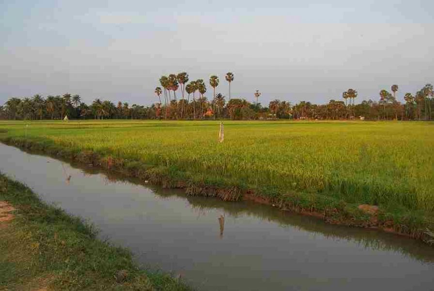 Siem Reap Ricefields Cambodia