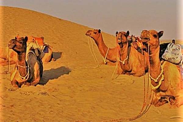 Offbeat India Tour Ideas A Camel Safari in Jaisalmer, Rajastan