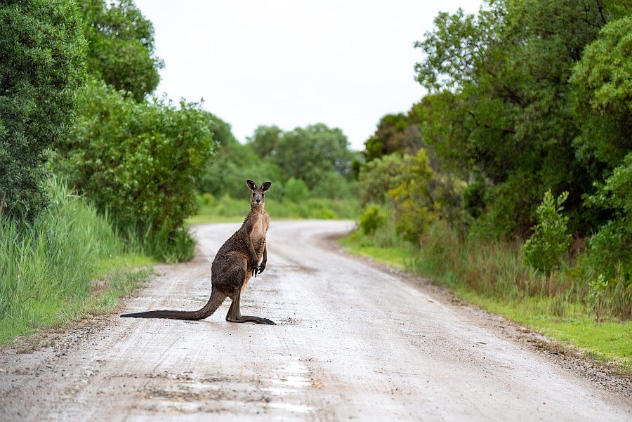 Kangaroo standing in a road