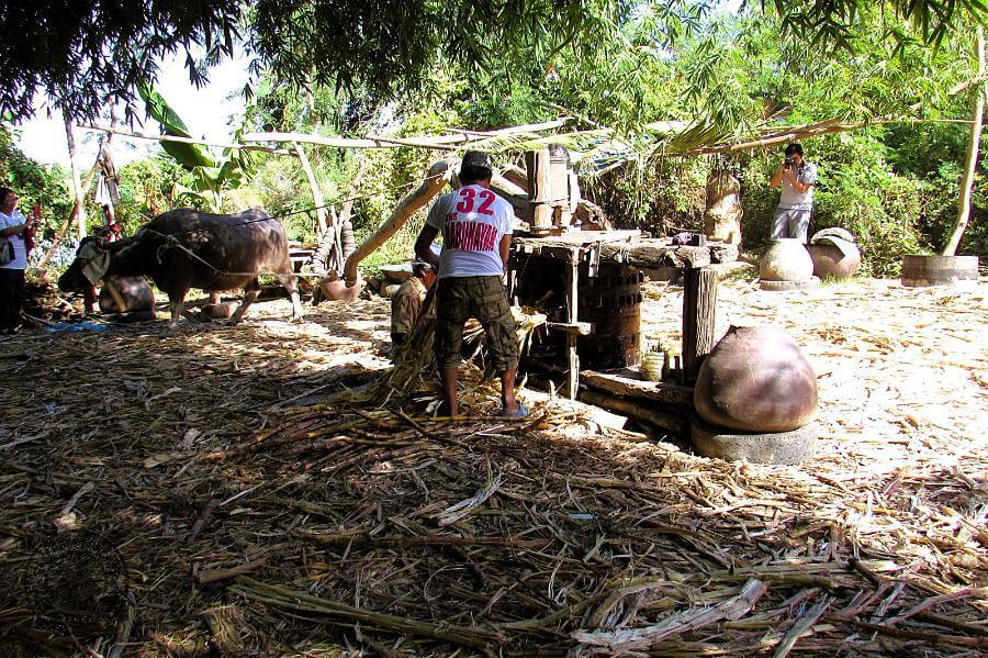 A carabao harnessed to the wooden sugarcane extractor called a dadapilan