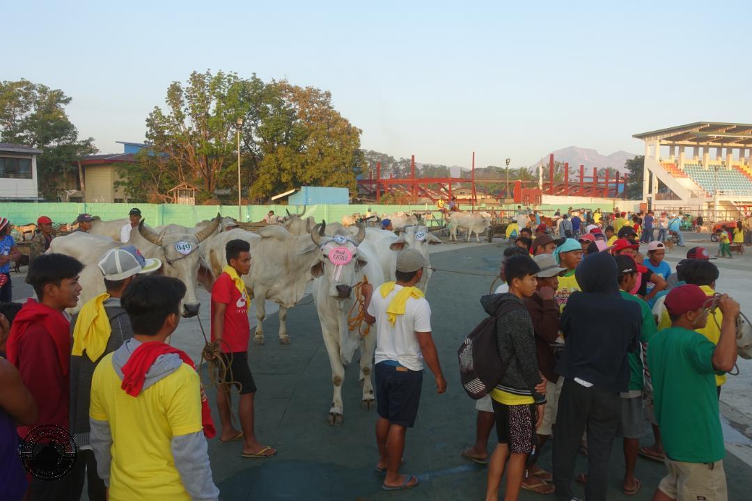 Abrenian Kawayan Festival, Abra Philippines (16) Farmers day at Kawayan Fesrival