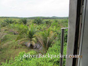 Jungle cleared. palm oil planted