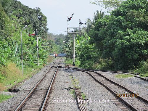 jungle railway track and signals