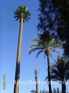 Date Palm Antenna Marrakesh