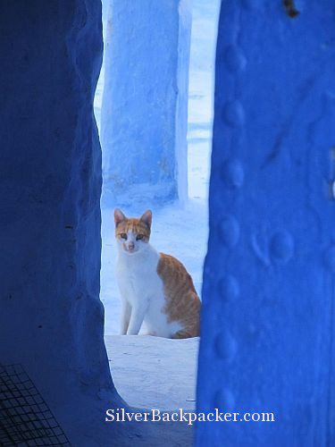 Ginger Cat in a Blue City Chefchaouen